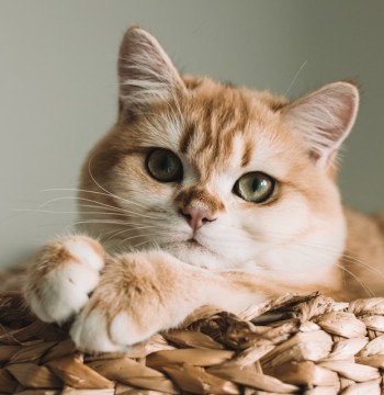 自动宠物饮水机 2.5L