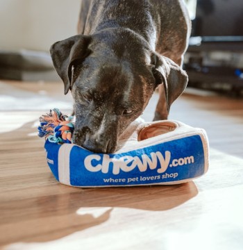 可调节狗狗胸背带牵引绳套装